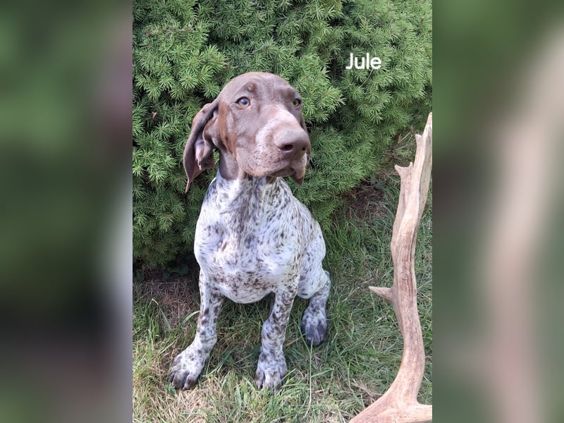 Deutsch Kurzhaar Junghund