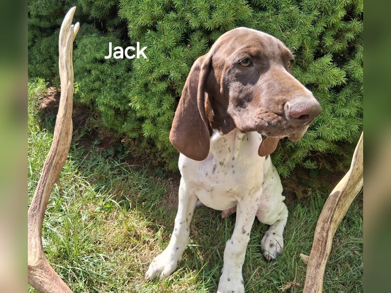 Deutsch Kurzhaar Junghund