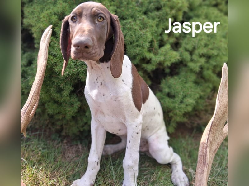 Deutsch Kurzhaar Junghund