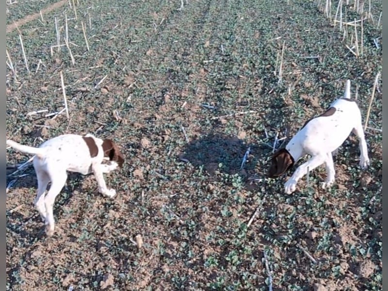 Deutsch Kurzhaar Junghund
