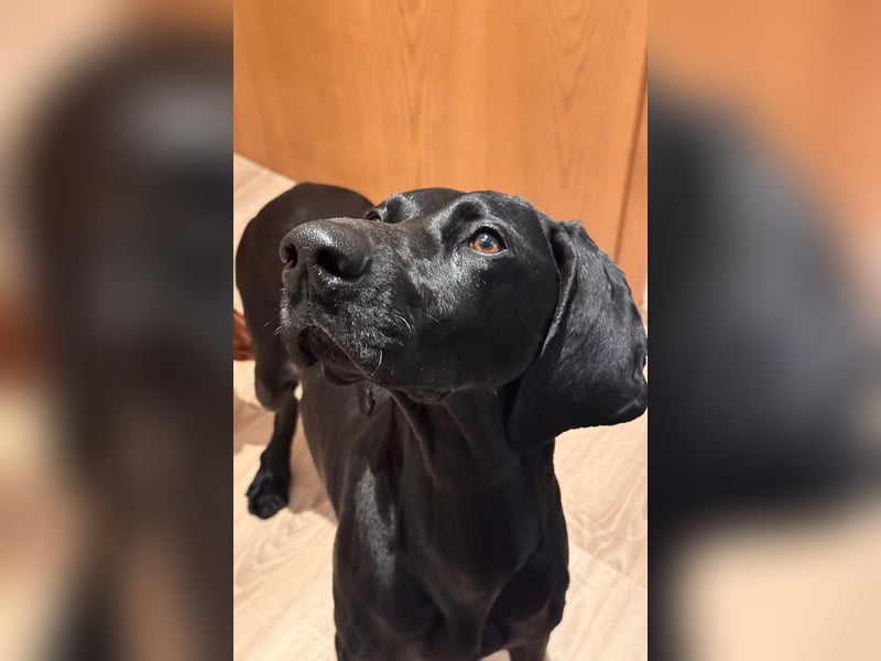 Morena, clever, sehr sozial und freundlich