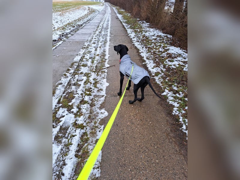 Morena, clever, sehr sozial und freundlich