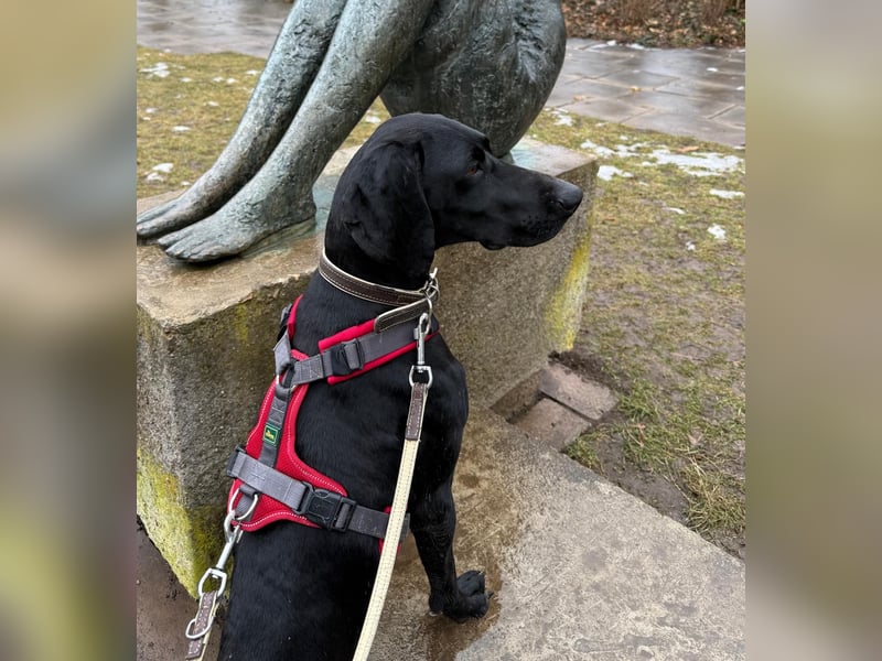 Morena, clever, sehr sozial und freundlich