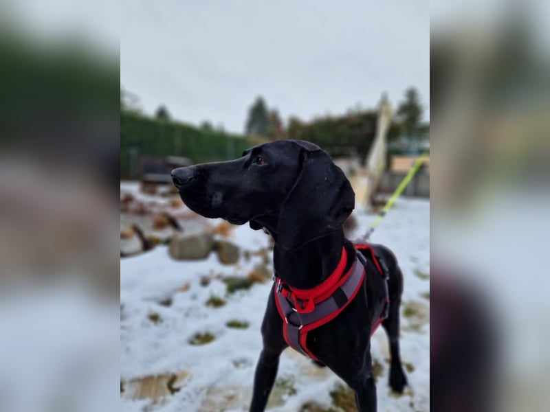 Morena, clever, sehr sozial und freundlich