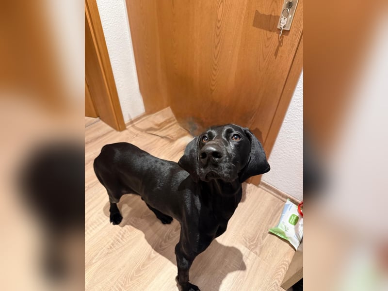 Morena, clever, sehr sozial und freundlich