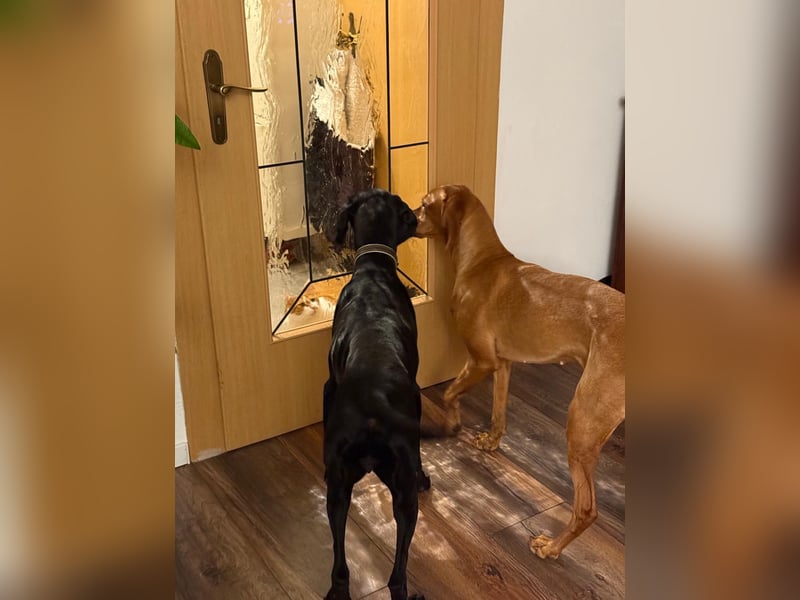 Morena, clever, sehr sozial und freundlich