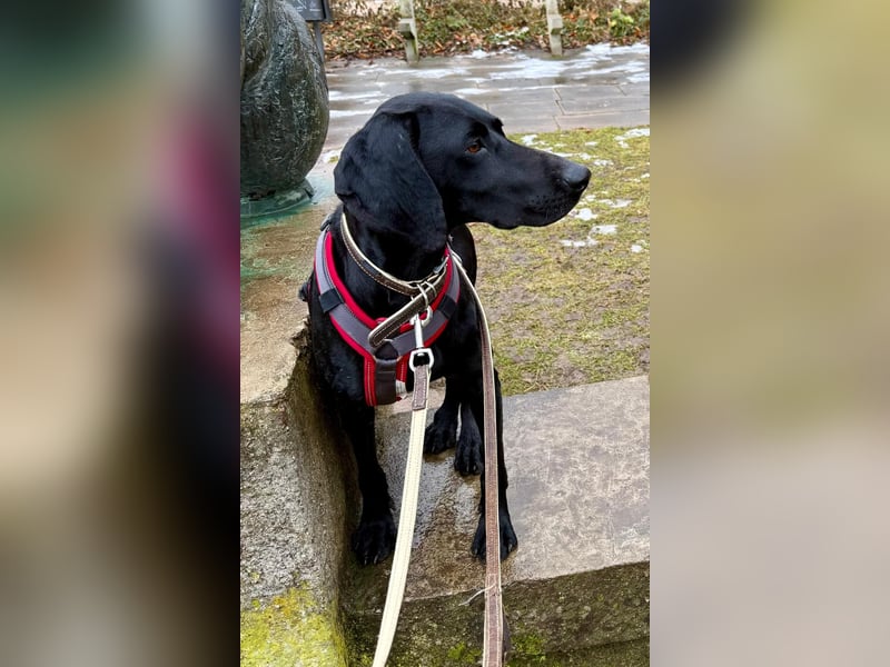 Morena, clever, sehr sozial und freundlich