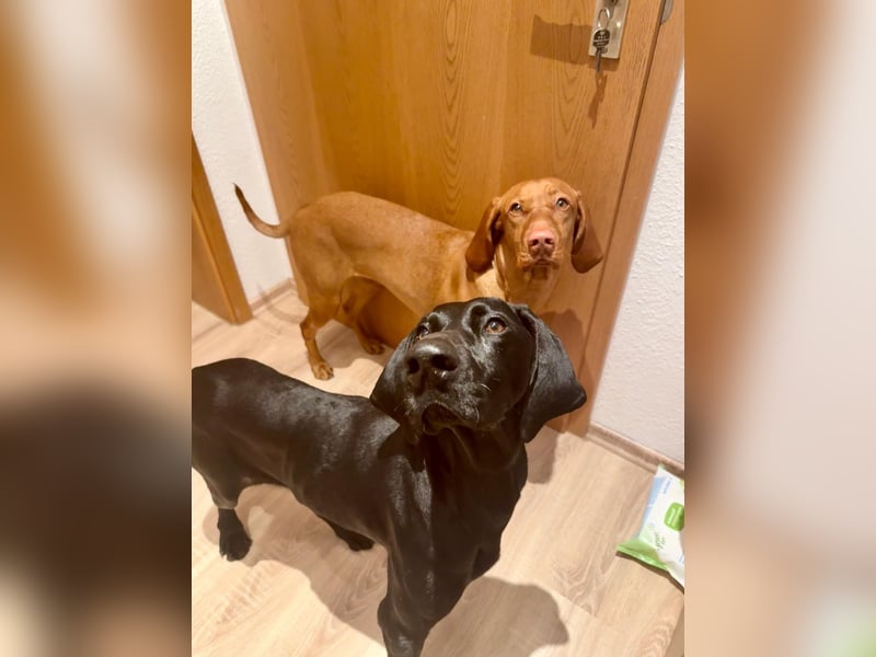 Morena, clever, sehr sozial und freundlich