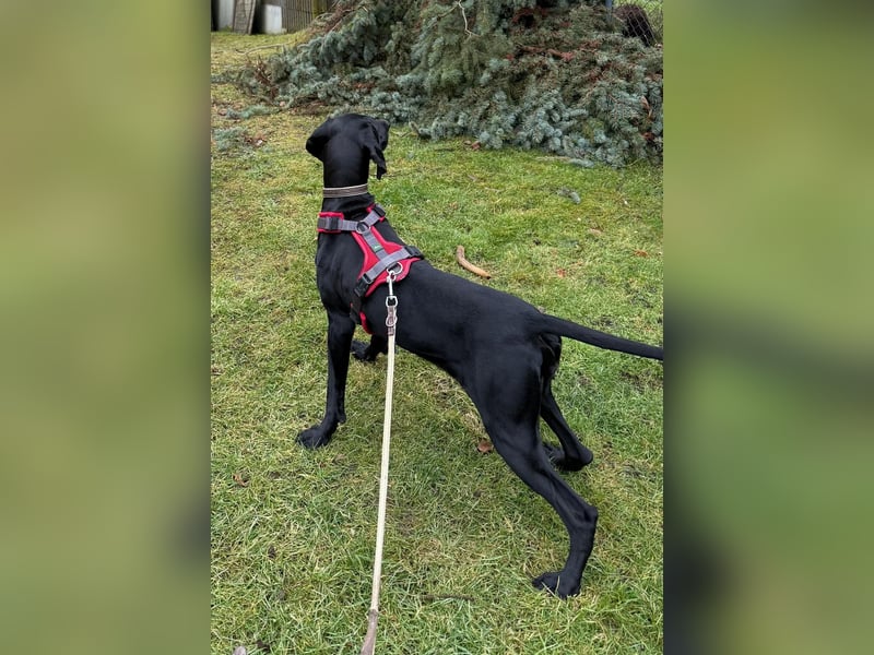 Morena, clever, sehr sozial und freundlich