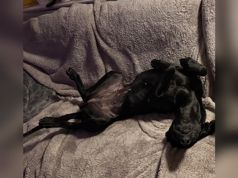 Morena, clever, sehr sozial und freundlich