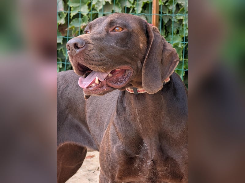 Deutsch Kurzhaar Elfi wartet in Portugal auf unserem Tierschutzhof!