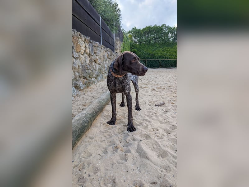 Deutsch Kurzhaar Samson wartet auf unserem Tierschutzhof in Portugal!