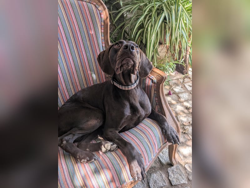 Deutsch Kurzhaar Elfi wartet in Portugal auf unserem Tierschutzhof!