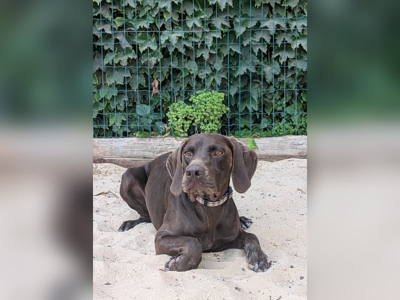 Deutsch Kurzhaar Elfi wartet in Portugal auf unserem Tierschutzhof!