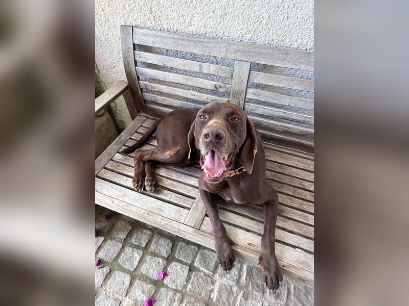 Deutsch Kurzhaar Manfred wartet in Portugal auf unserem Tierschutzhof!
