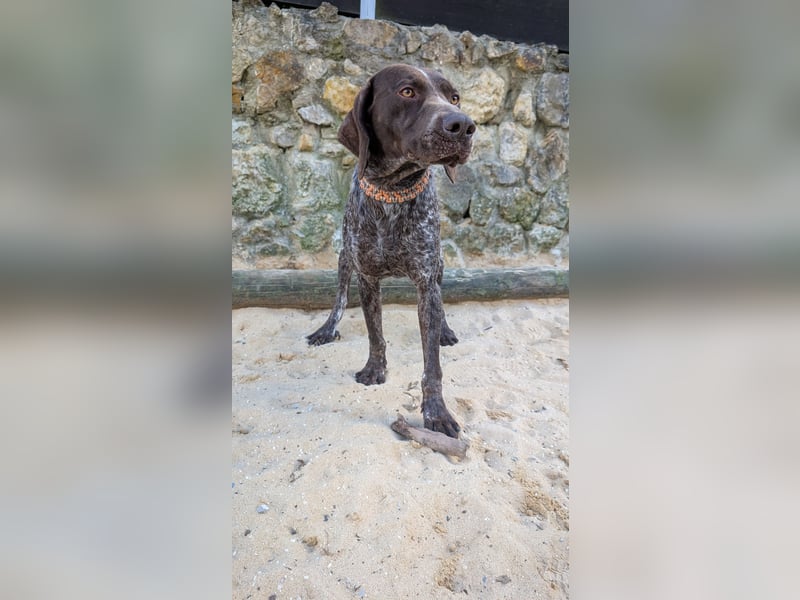 Deutsch Kurzhaar Samson wartet auf unserem Tierschutzhof in Portugal!
