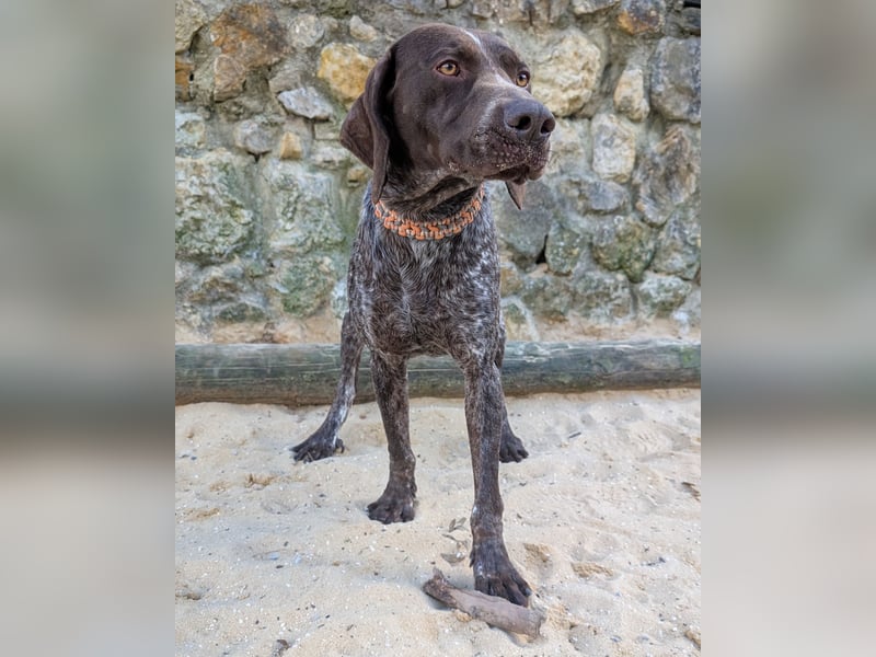 Deutsch Kurzhaar Samson wartet auf unserem Tierschutzhof in Portugal!