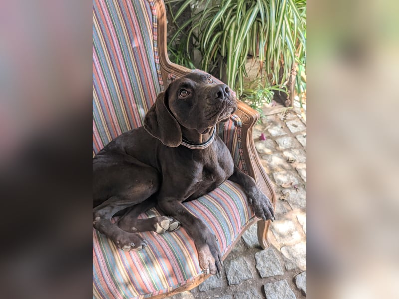 Deutsch Kurzhaar Elfi wartet in Portugal auf unserem Tierschutzhof!