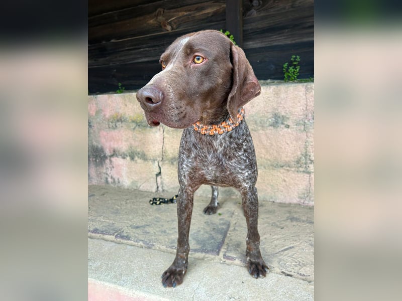 Deutsch Kurzhaar Samson wartet auf unserem Tierschutzhof in Portugal!