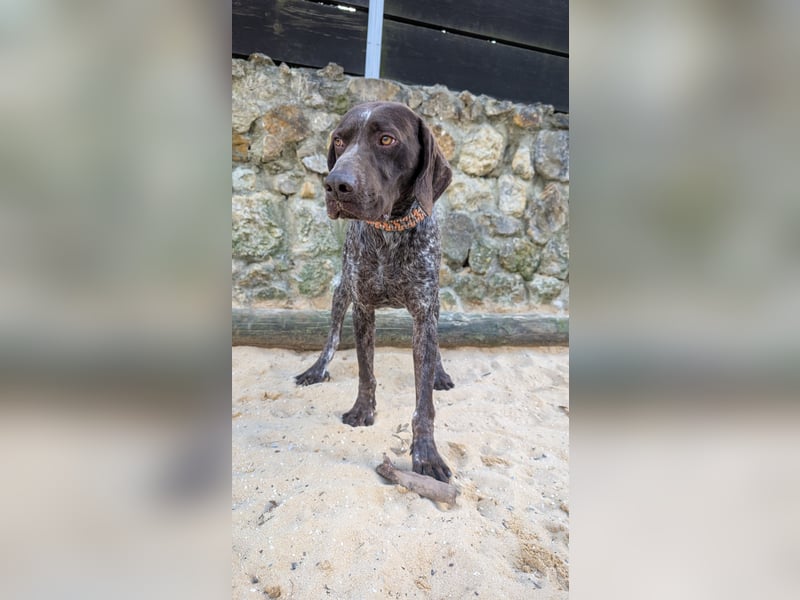 Deutsch Kurzhaar Samson wartet auf unserem Tierschutzhof in Portugal!
