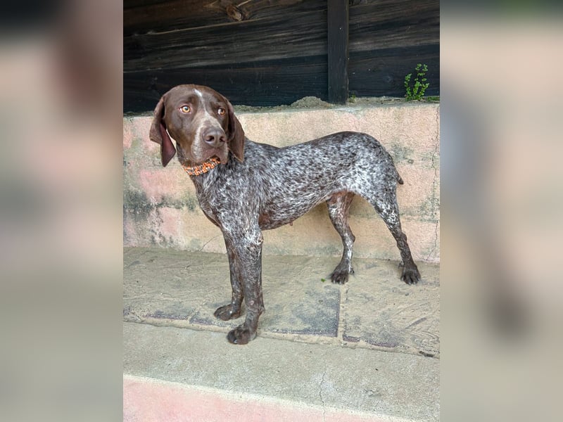 Deutsch Kurzhaar Samson wartet auf unserem Tierschutzhof in Portugal!