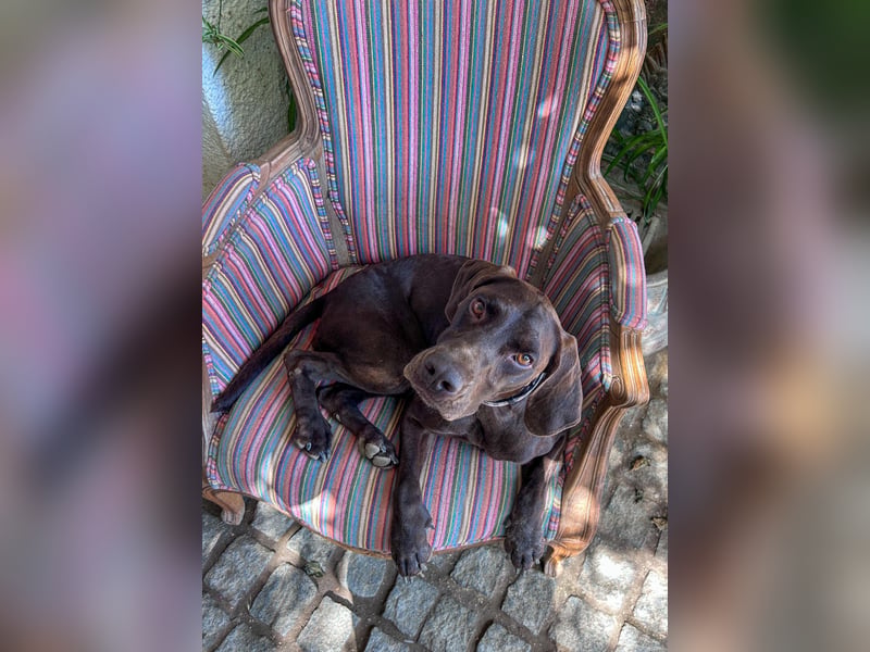 Deutsch Kurzhaar Elfi wartet in Portugal auf unserem Tierschutzhof!