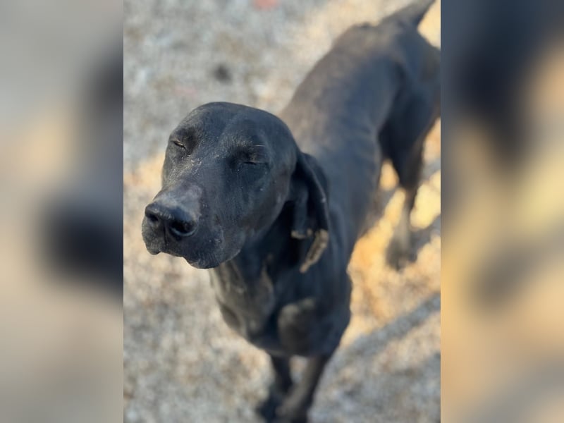 Braca, muss noch aufgepäppelt werden