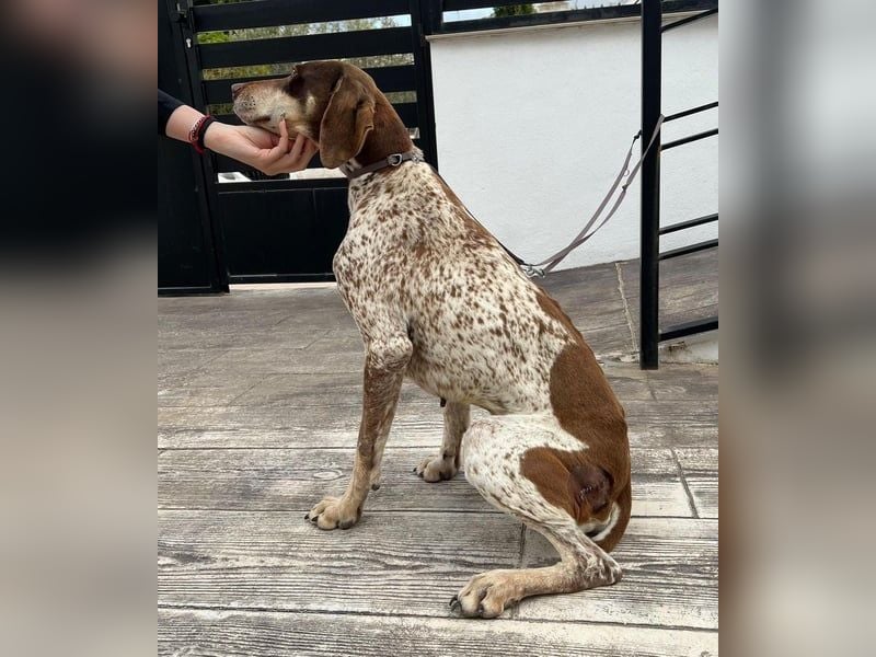 Cheska - sanfte Deutsch-Kurzhaar-Hündin sucht ihr Glück