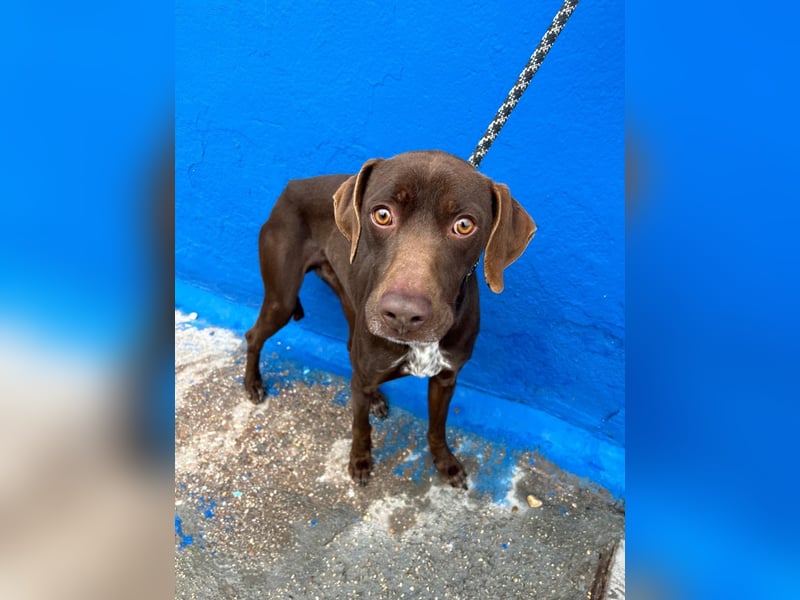 Polo, sucht Geborgenheit