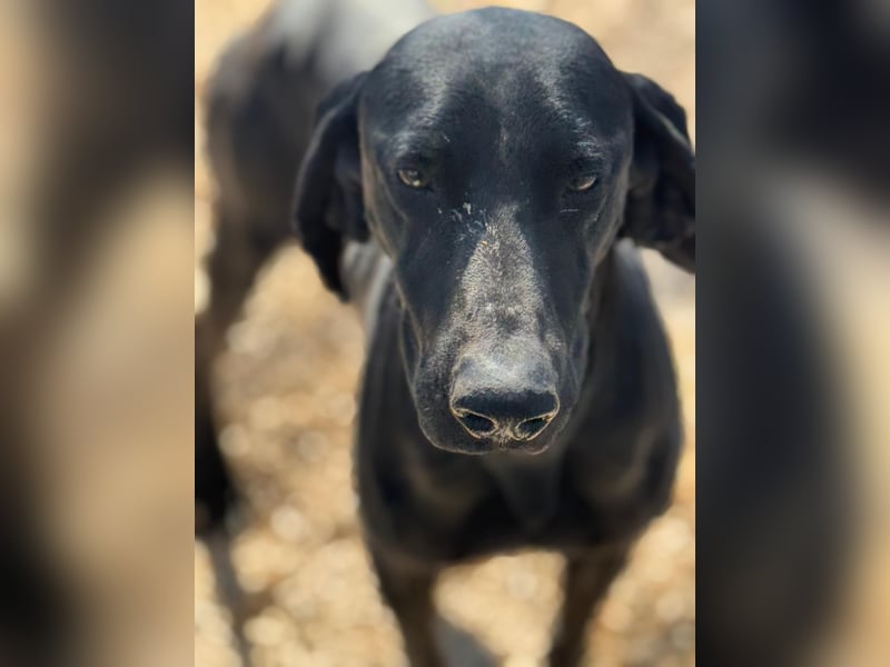 Braca, muss noch aufgepäppelt werden