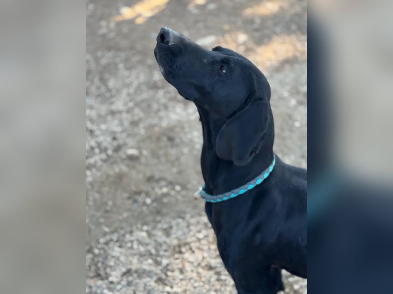 Morena, freundlich und aktiv