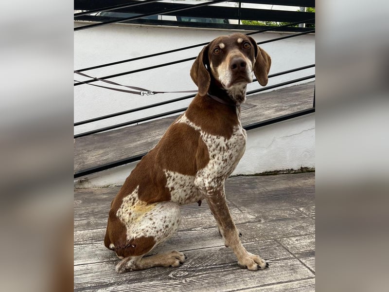 Cheska - sanfte Deutsch-Kurzhaar-Hündin sucht ihr Glück