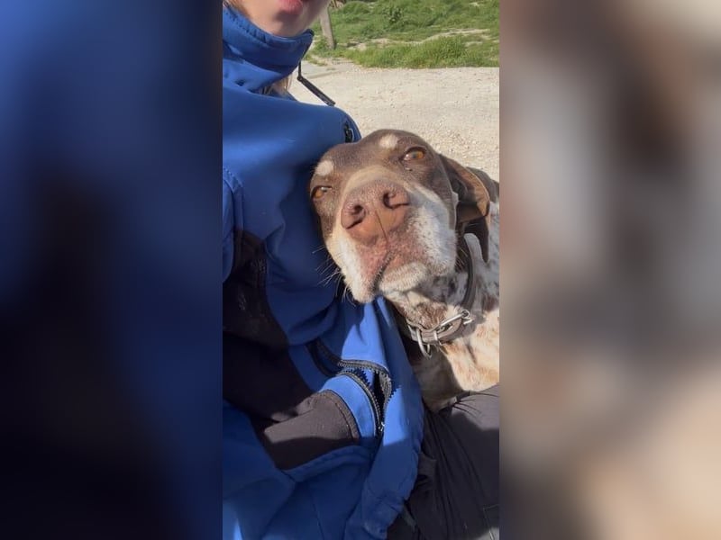 Cheska - sanfte Deutsch-Kurzhaar-Hündin sucht ihr Glück