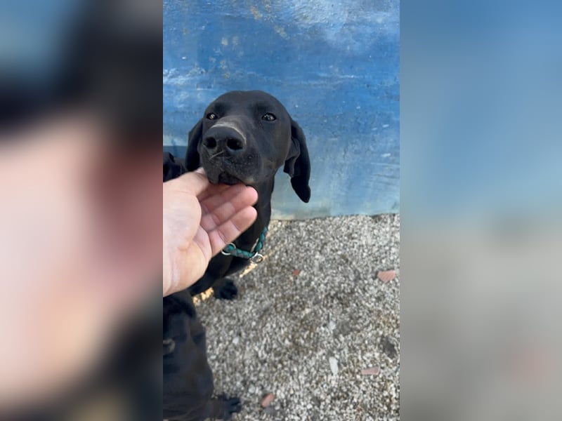 Morena, freundlich und aktiv