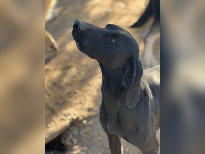 Braca, muss noch aufgepäppelt werden