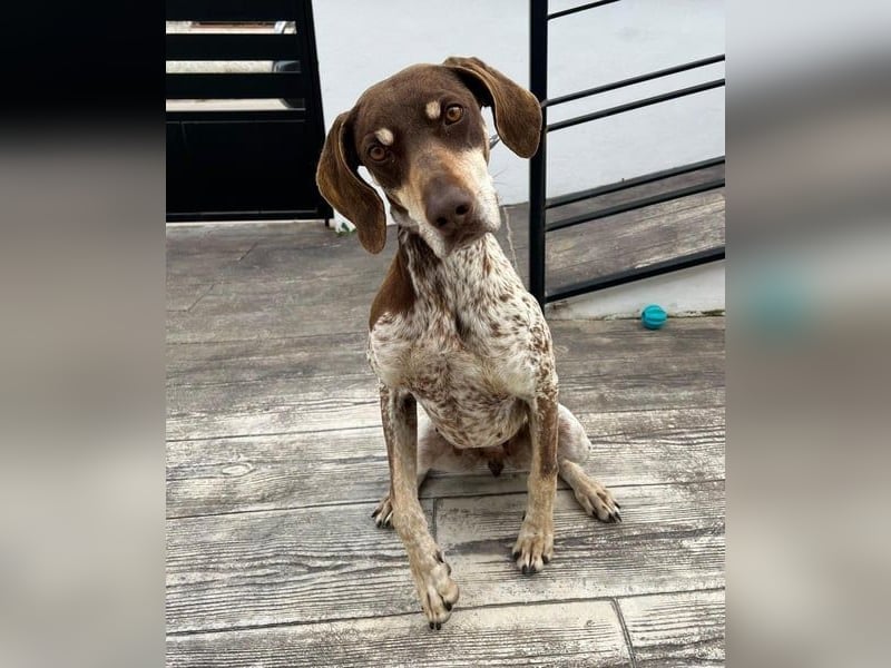 Cheska - sanfte Deutsch-Kurzhaar-Hündin sucht ihr Glück