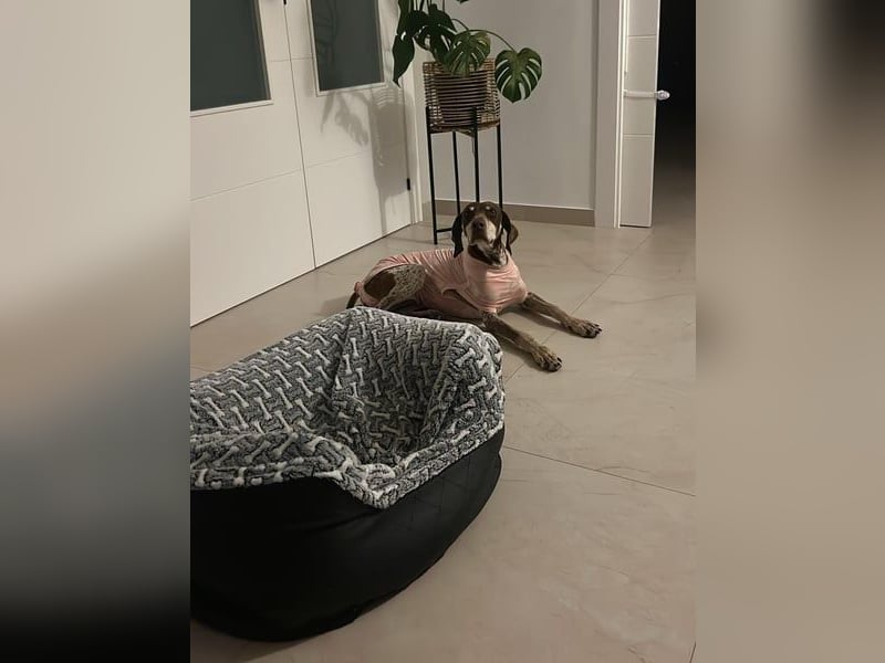 Cheska - sanfte Deutsch-Kurzhaar-Hündin sucht ihr Glück