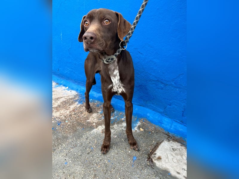 Polo, sucht Geborgenheit