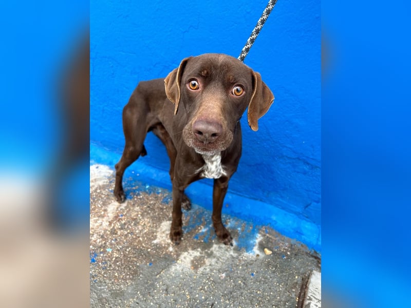 Polo, sucht Geborgenheit