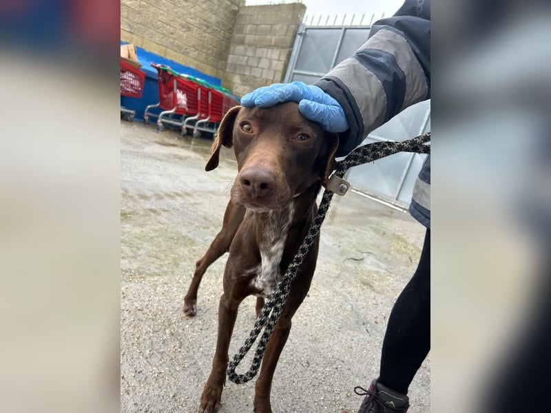 Polo, sucht Geborgenheit