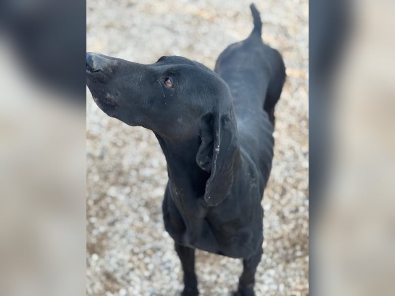 Braca, muss noch aufgepäppelt werden