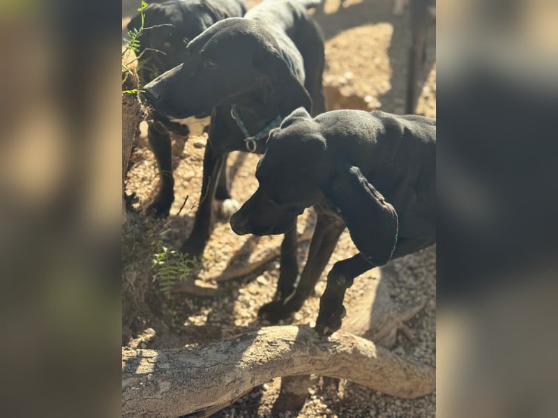 Braca, muss noch aufgepäppelt werden
