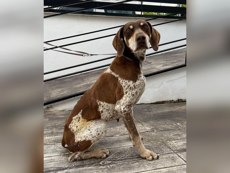 Cheska - sanfte Deutsch-Kurzhaar-Hündin sucht ihr Glück