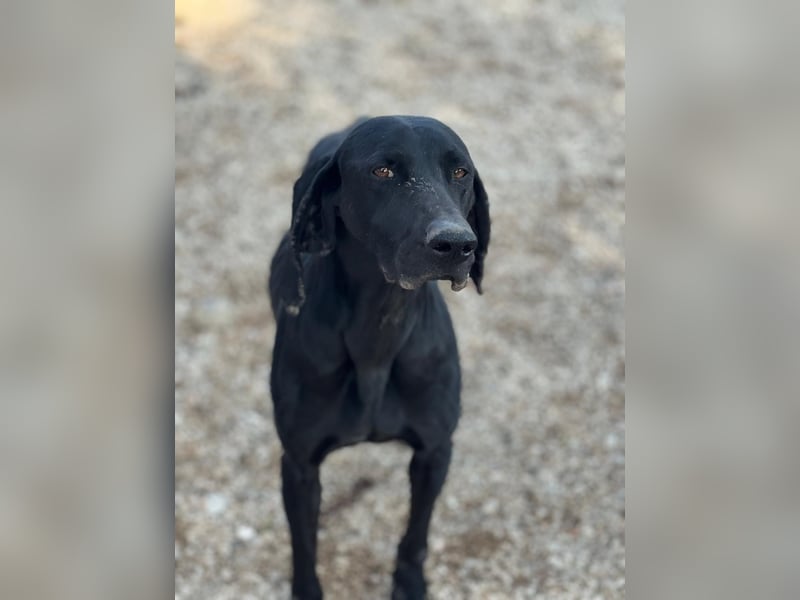 Braca, muss noch aufgepäppelt werden