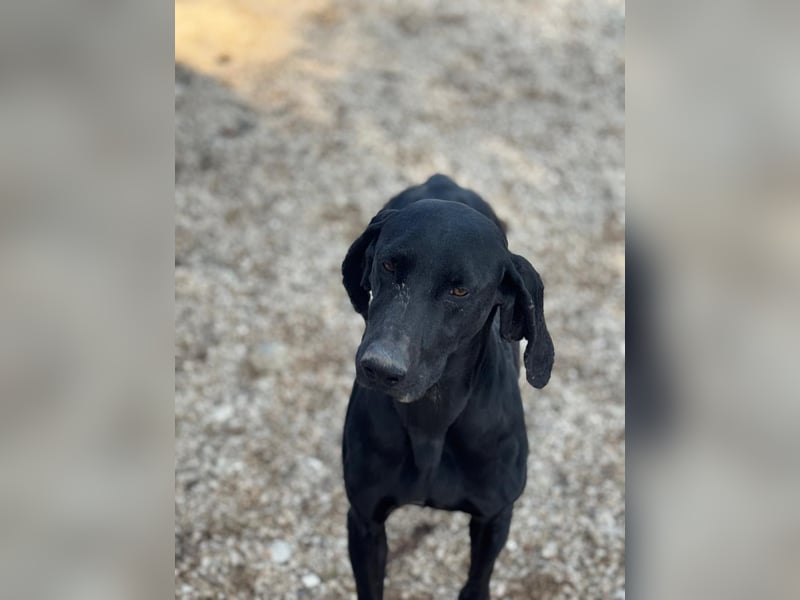 Braca, muss noch aufgepäppelt werden