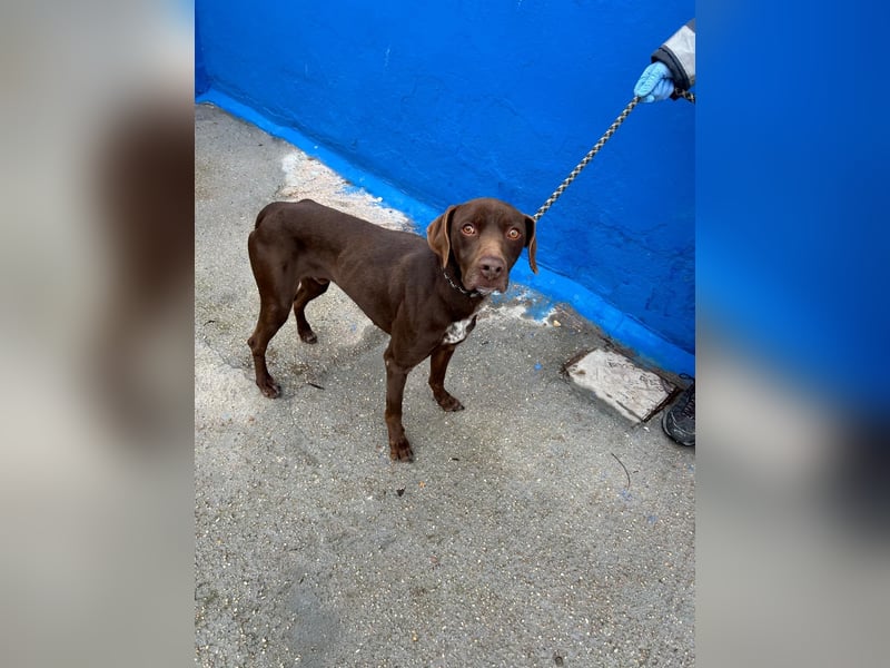 Polo, sucht Geborgenheit