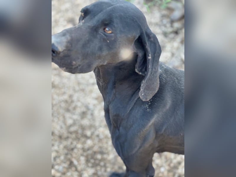 Braca, muss noch aufgepäppelt werden