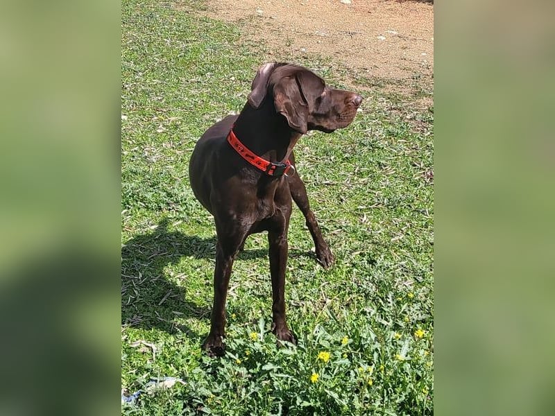 Zeus - aktiver Deutsch Kurzhaar Rüde sucht sein passendes Zuhause