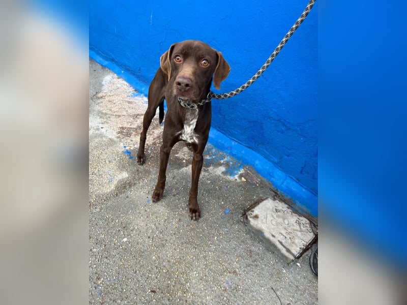 Polo, sucht Geborgenheit