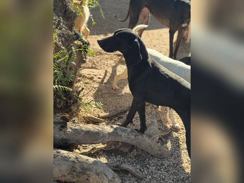 Braca, muss noch aufgepäppelt werden